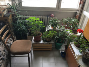 Ep003_GradnmasPlants
